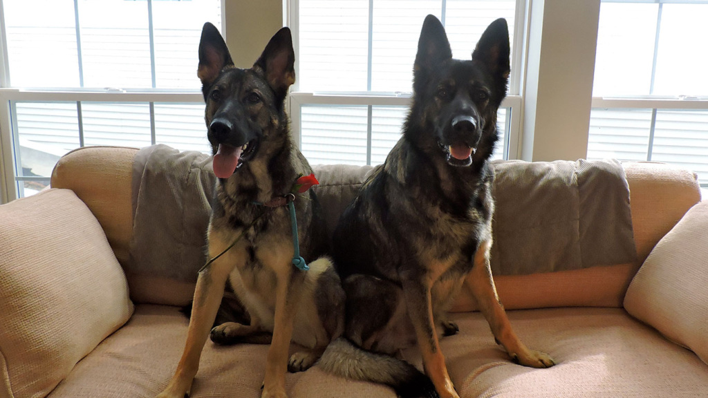 National Dog Day Jewelry - Elisa Solomon